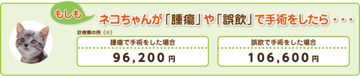 もしもネコちゃんが「腫瘍」や「誤飲」で手術をしたら