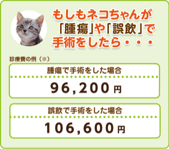 もしもネコちゃんが「腫瘍」や「誤飲」で手術をしたら