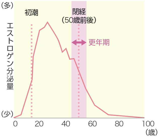 エストロゲン分泌量