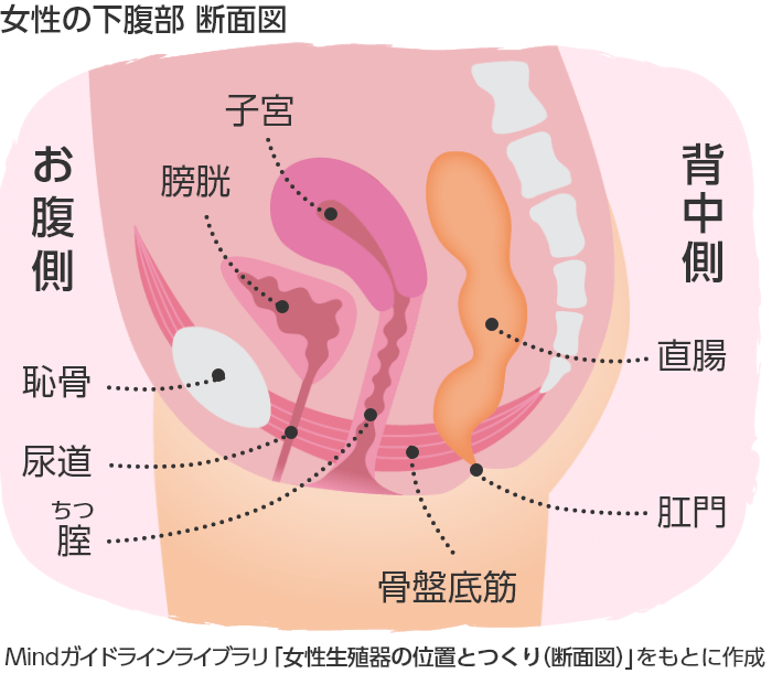 原始卵胞の数の経年変化